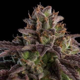 KMINTZ AUTO Semillas Feminizadas de Marihuana
