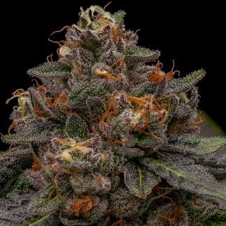 Korenji Semillas Feminizadas de Marihuana