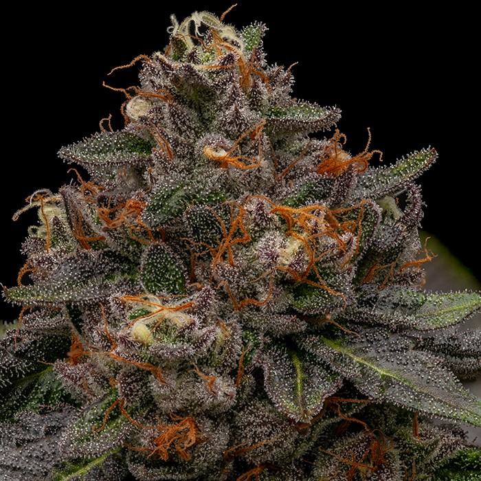 Korenji Semillas Feminizadas de Marihuana