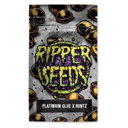 Edicion limitada Platinum Glue x Runtz  - Semillas feminizadas Ripper Seeds