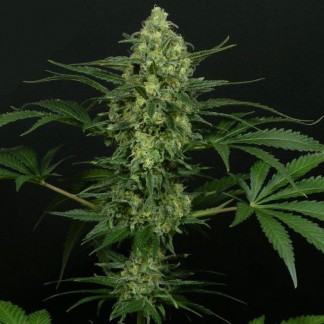 CRIMINAL+ Semillas Feminizadas de Marihuana